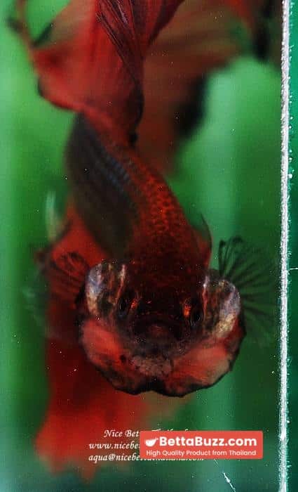 Betta fish OHS King of The Dark Armageddon - Image 12