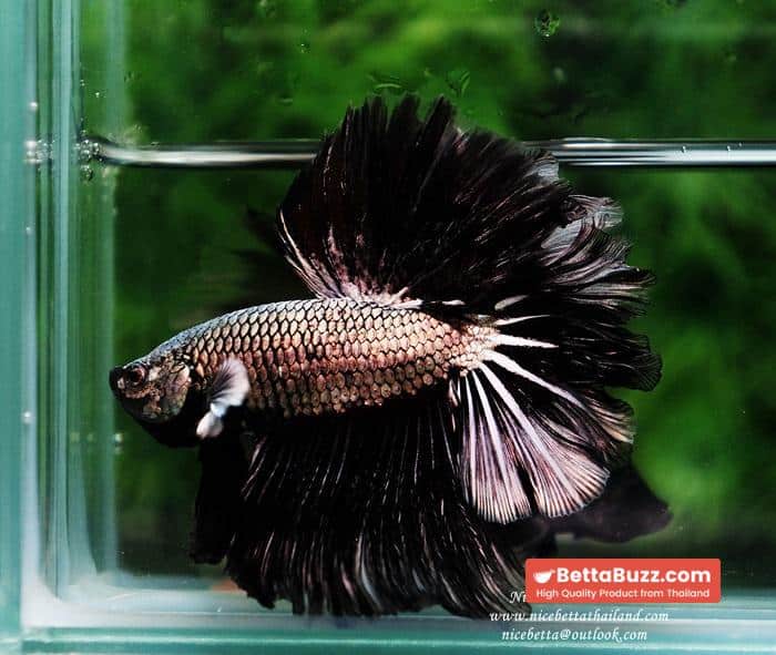 Betta fish Black Platinum Dragon Feather tail - Image 7