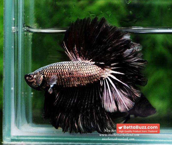 Betta fish Black Platinum Dragon Feather tail - Image 5