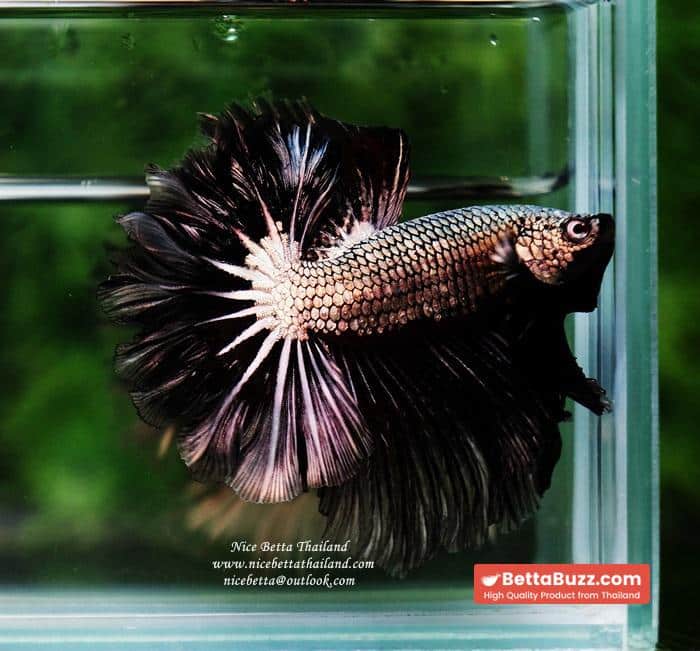 Betta fish Black Platinum Dragon Feather tail - Image 4
