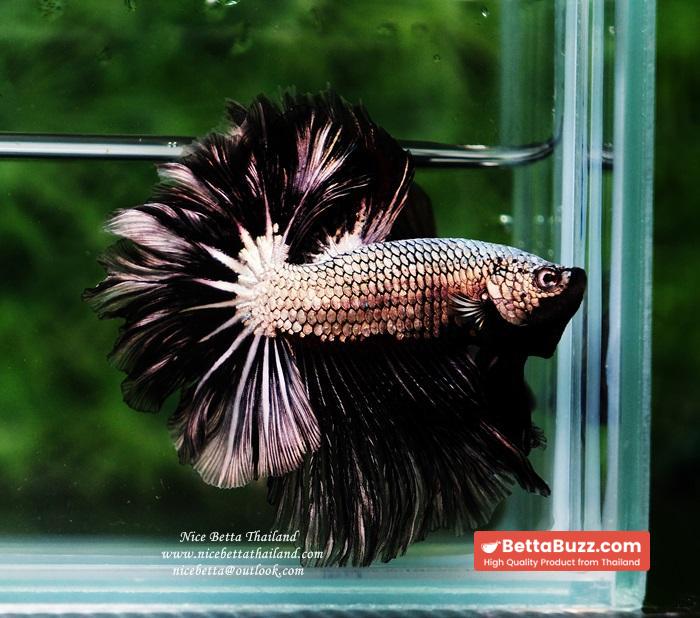 Betta fish Black Platinum Dragon Feather tail - Image 6