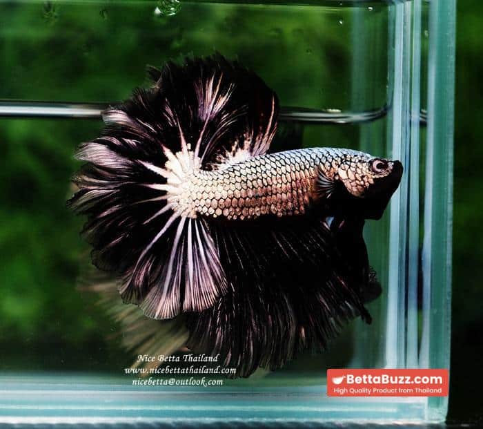 Betta fish Black Platinum Dragon Feather tail - Image 9