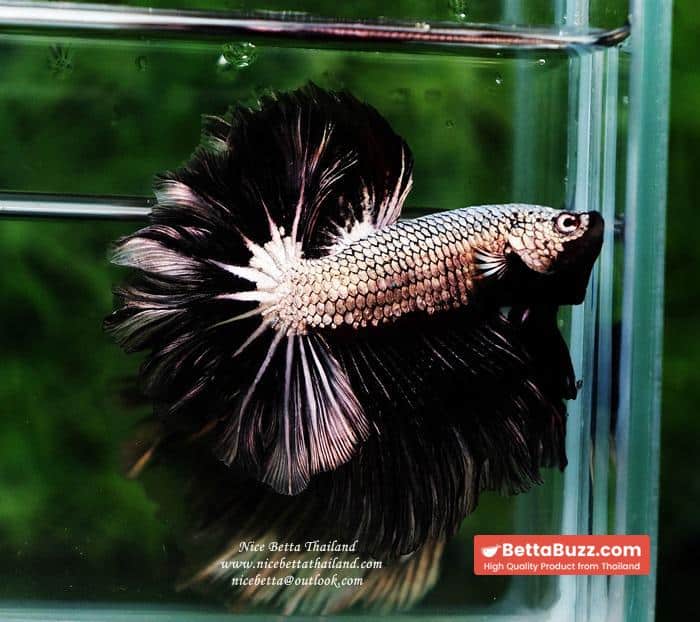 Betta fish Black Platinum Dragon Feather tail - Image 2