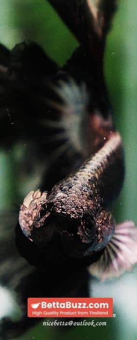 Betta fish Black Platinum Dragon Feather tail - Image 10