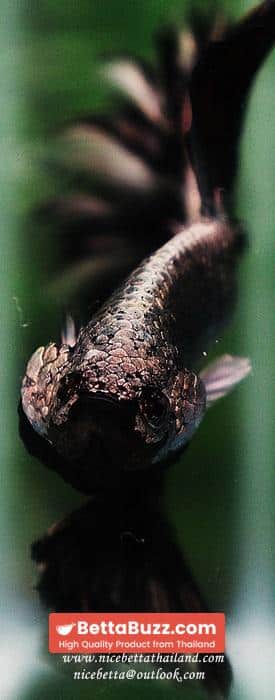 Betta fish Black Platinum Dragon Feather tail - Image 11