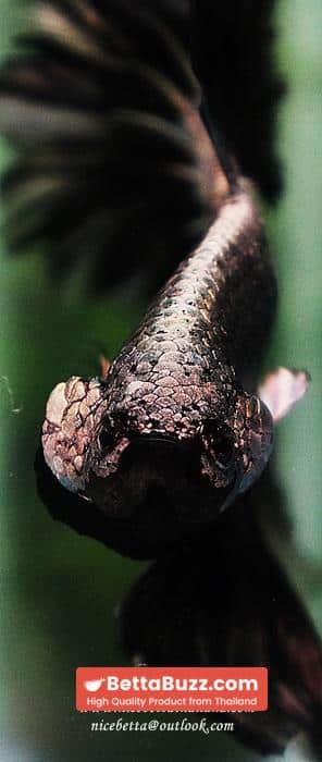 Betta fish Black Platinum Dragon Feather tail - Image 12