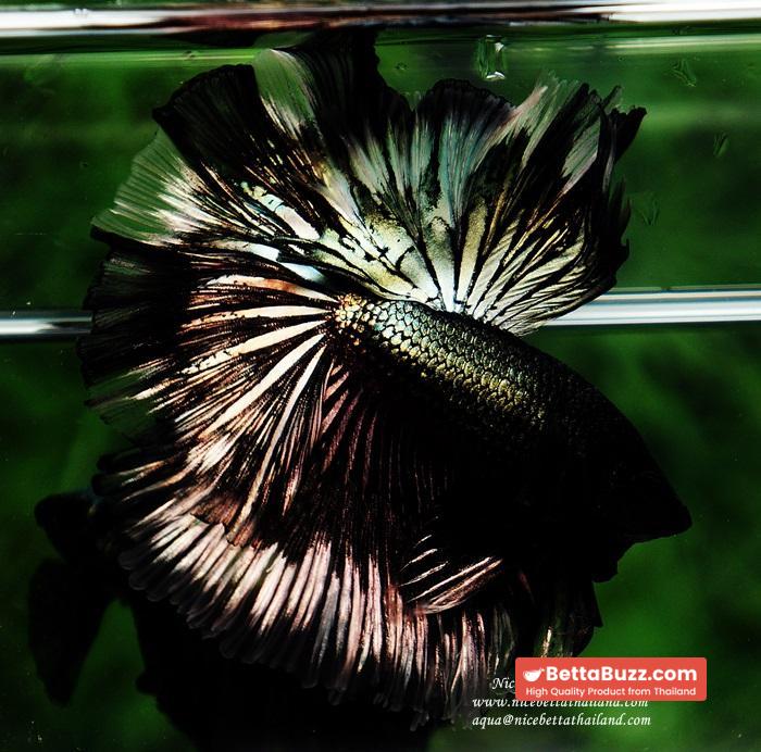 Betta fish OHM King of Copper Vampire (Large fin) - Image 10