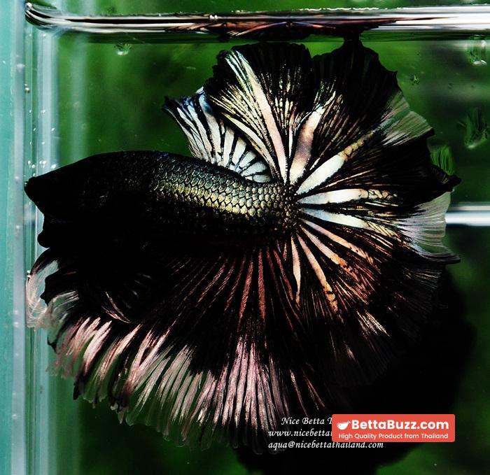 Betta fish OHM King of Copper Vampire (Large fin) - Image 3