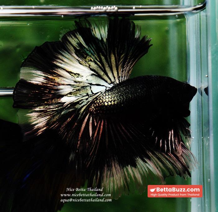 Betta fish OHM King of Copper Vampire (Large fin) - Image 8