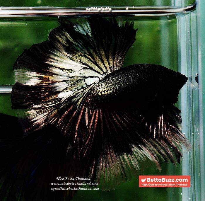 Betta fish OHM King of Copper Vampire (Large fin) - Image 4