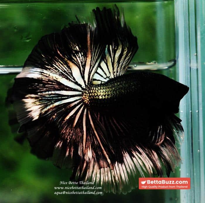 Betta fish OHM King of Copper Vampire (Large fin) - Image 6