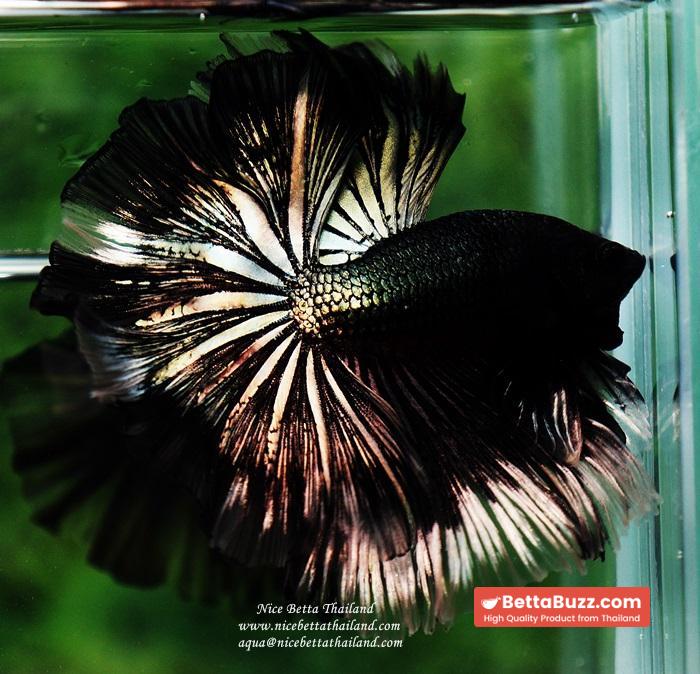Betta fish OHM King of Copper Vampire (Large fin) - Image 2