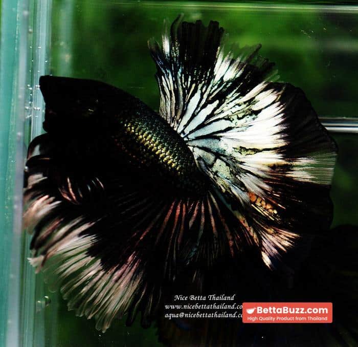 Betta fish OHM King of Copper Vampire (Large fin) - Image 9