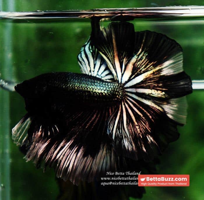 Betta fish OHM King of Copper Vampire (Large fin) - Image 5