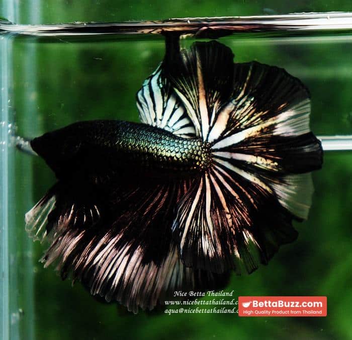 Betta fish OHM King of Copper Vampire (Large fin) - Image 7