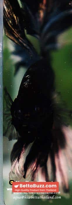 Betta fish OHM King of Copper Vampire (Large fin) - Image 11