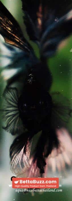 Betta fish OHM King of Copper Vampire (Large fin) - Image 12