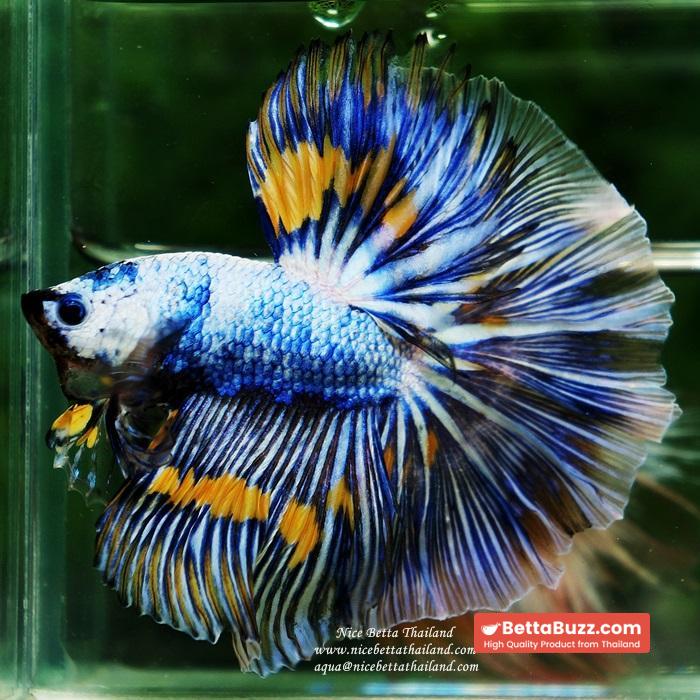 Betta fish OHM Big Blue White Sky Goose - Image 3