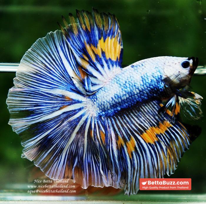 Betta fish OHM Big Blue White Sky Goose - Image 4