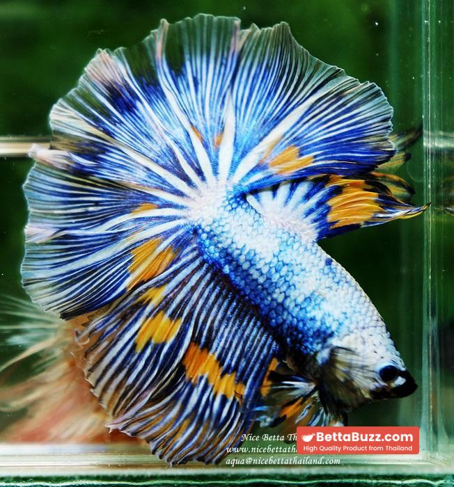 Betta fish OHM Big Blue White Sky Goose - Image 6
