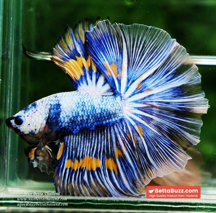 Betta fish OHM Big Blue White Sky Goose - Image 7