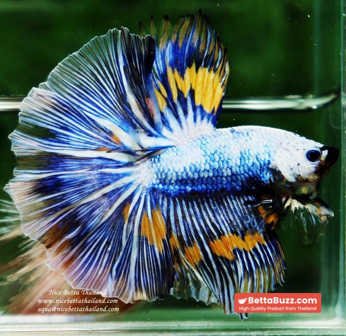 Betta fish OHM Big Blue White Sky Goose - Image 8