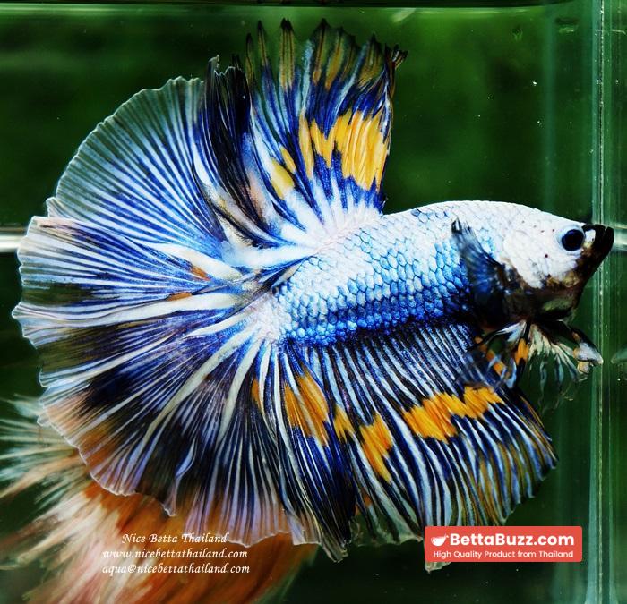 Betta fish OHM Big Blue White Sky Goose - Image 2