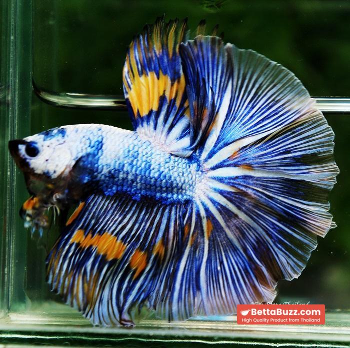 Betta fish OHM Big Blue White Sky Goose - Image 9