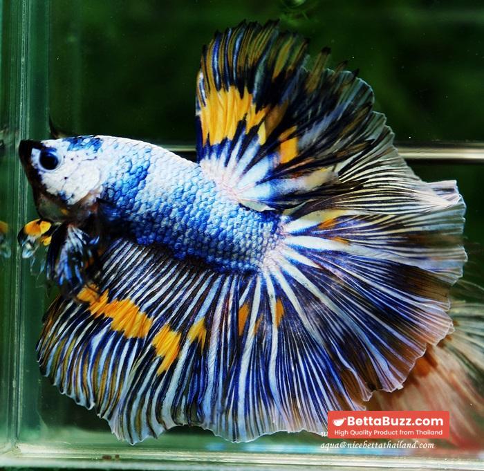 Betta fish OHM Big Blue White Sky Goose - Image 5