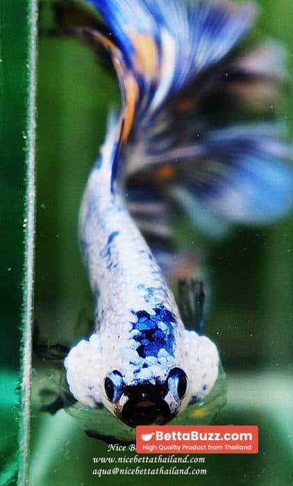 Betta fish OHM Big Blue White Sky Goose - Image 10