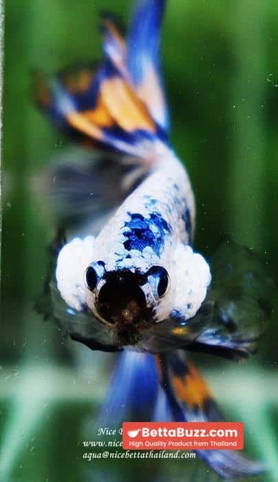 Betta fish OHM Big Blue White Sky Goose - Image 11