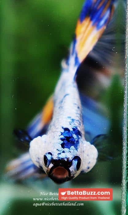 Betta fish OHM Big Blue White Sky Goose - Image 12