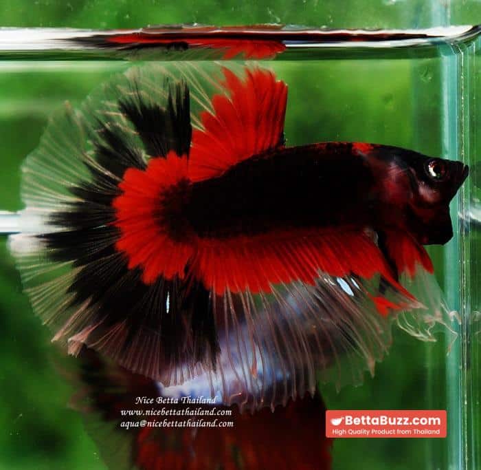 Betta fish HM Red Eye Vampire Warior Buterfly - Image 4