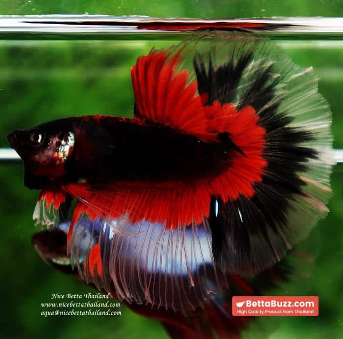 Betta fish HM Red Eye Vampire Warior Buterfly - Image 7