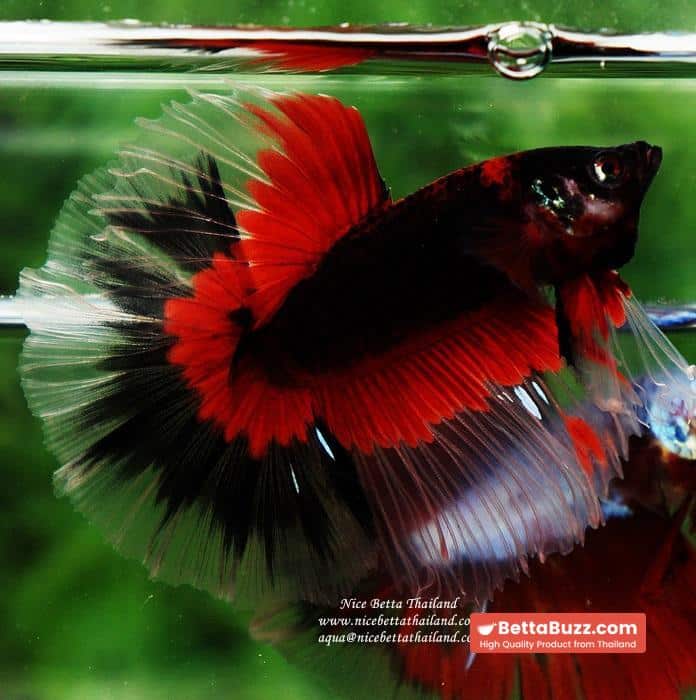 Betta fish HM Red Eye Vampire Warior Buterfly - Image 8