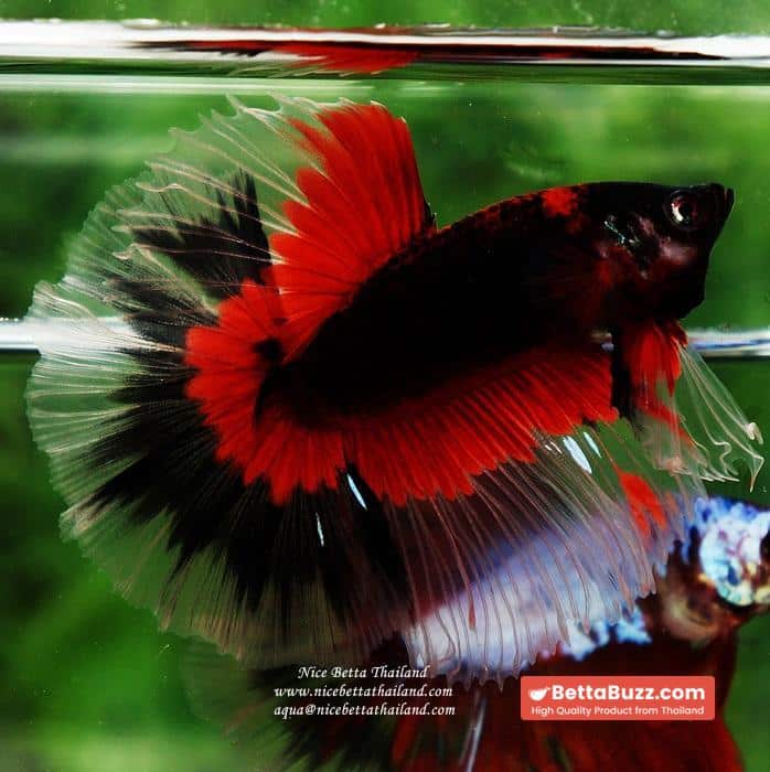 Betta fish HM Red Eye Vampire Warior Buterfly - Image 2