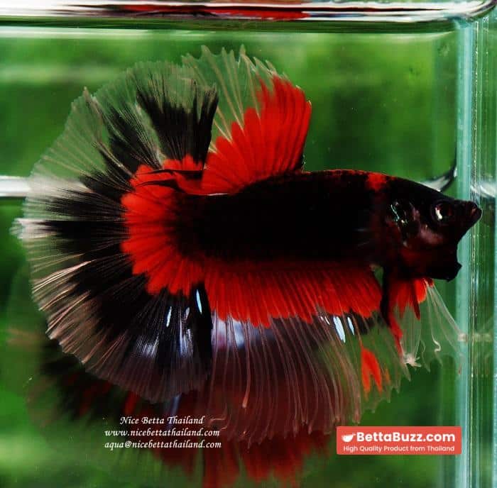 Betta fish HM Red Eye Vampire Warior Buterfly - Image 6