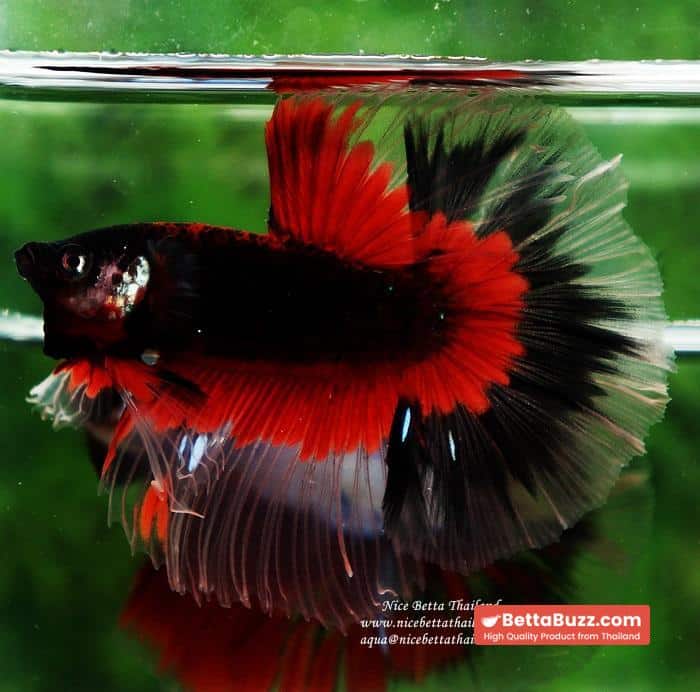 Betta fish HM Red Eye Vampire Warior Buterfly - Image 3