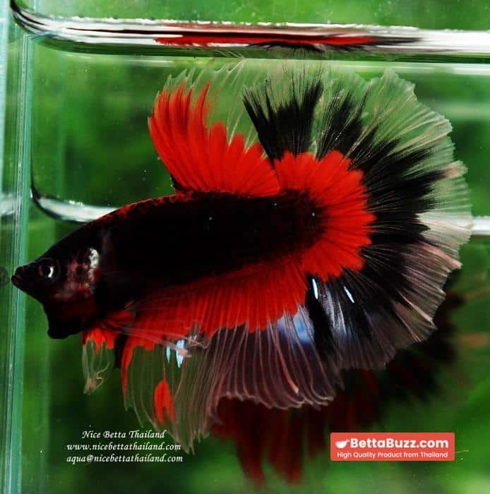 Betta fish HM Red Eye Vampire Warior Buterfly - Image 9
