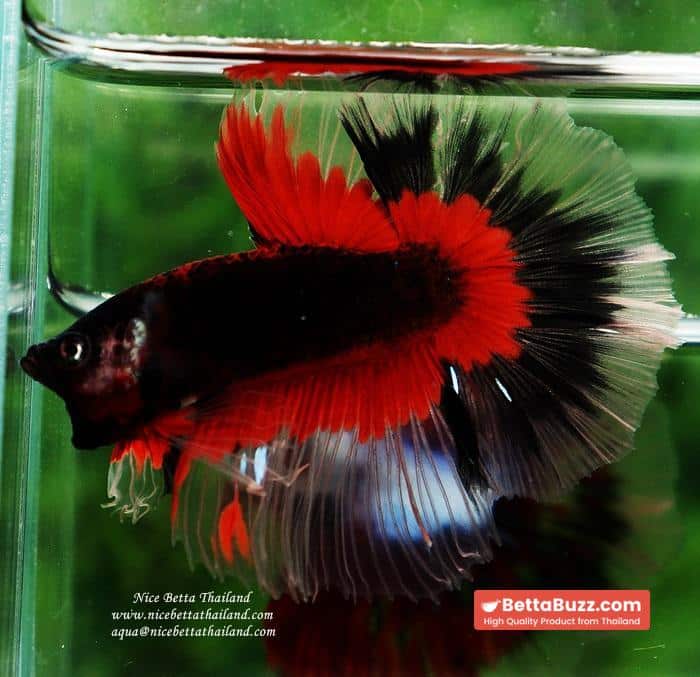 Betta fish HM Red Eye Vampire Warior Buterfly - Image 10