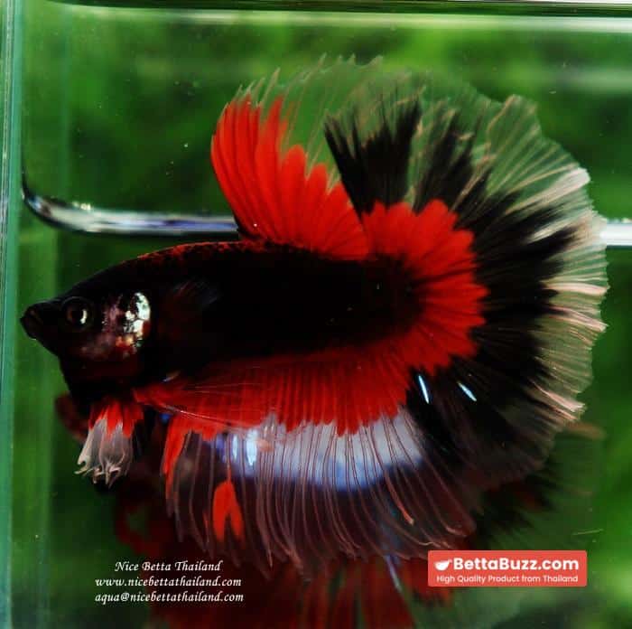 Betta fish HM Red Eye Vampire Warior Buterfly - Image 5