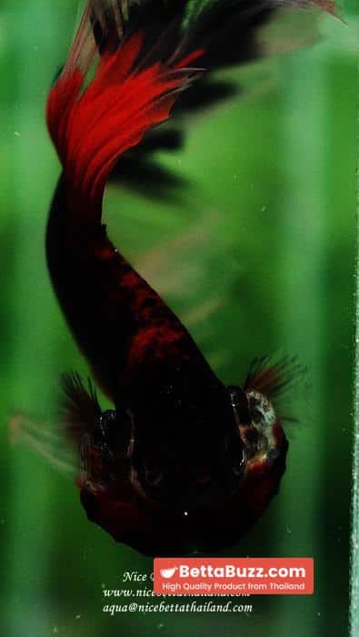 Betta fish HM Red Eye Vampire Warior Buterfly - Image 11