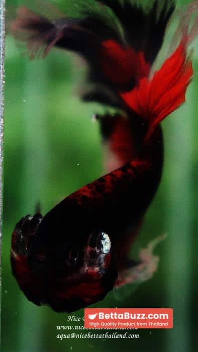 Betta fish HM Red Eye Vampire Warior Buterfly - Image 12