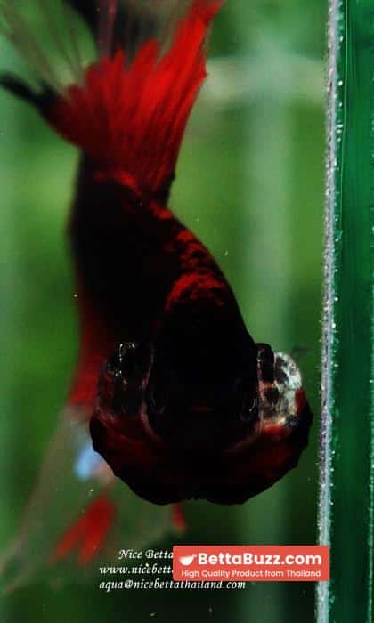 Betta fish HM Red Eye Vampire Warior Buterfly - Image 13