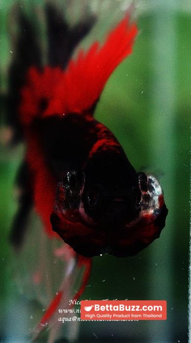 Betta fish HM Red Eye Vampire Warior Buterfly - Image 14