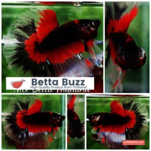 Betta fish HM Red Eye Vampire Warior Buterfly