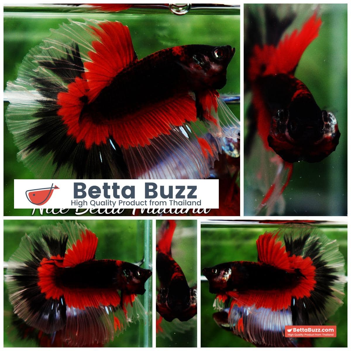 Betta fish HM Red Eye Vampire Warior Buterfly