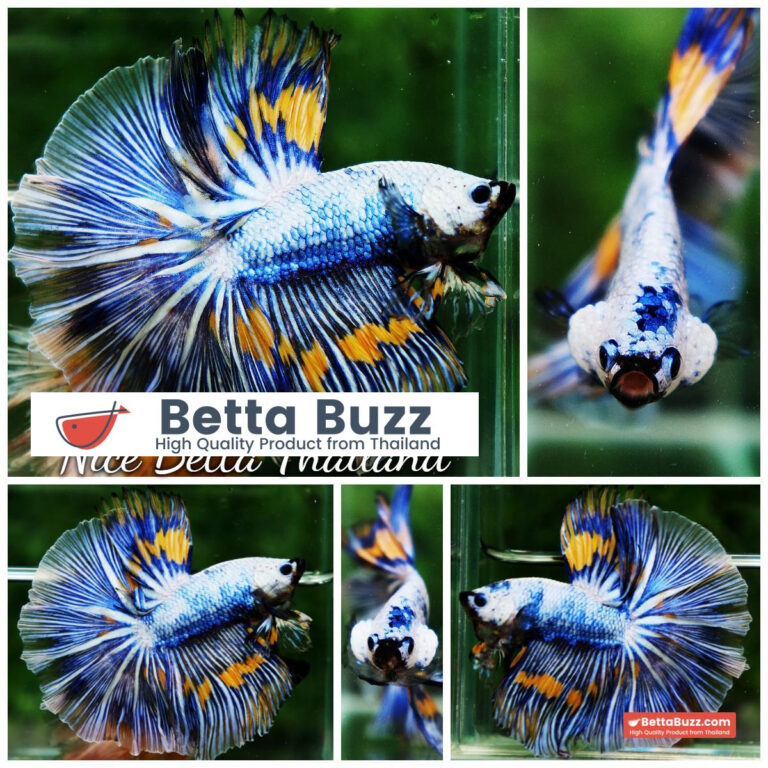 Betta fish OHM Big Blue White Sky Goose
