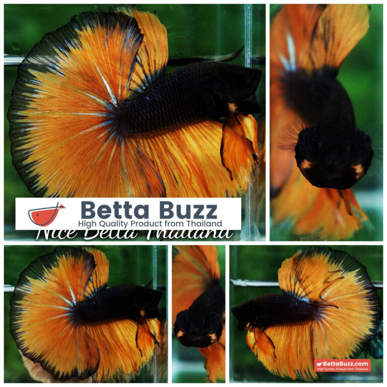 Betta fish Black Pumpkin Black Ring