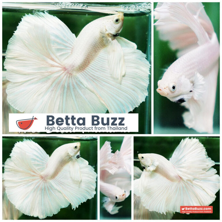 Betta fish OHM Rose Prince of Sparkle White Platinum